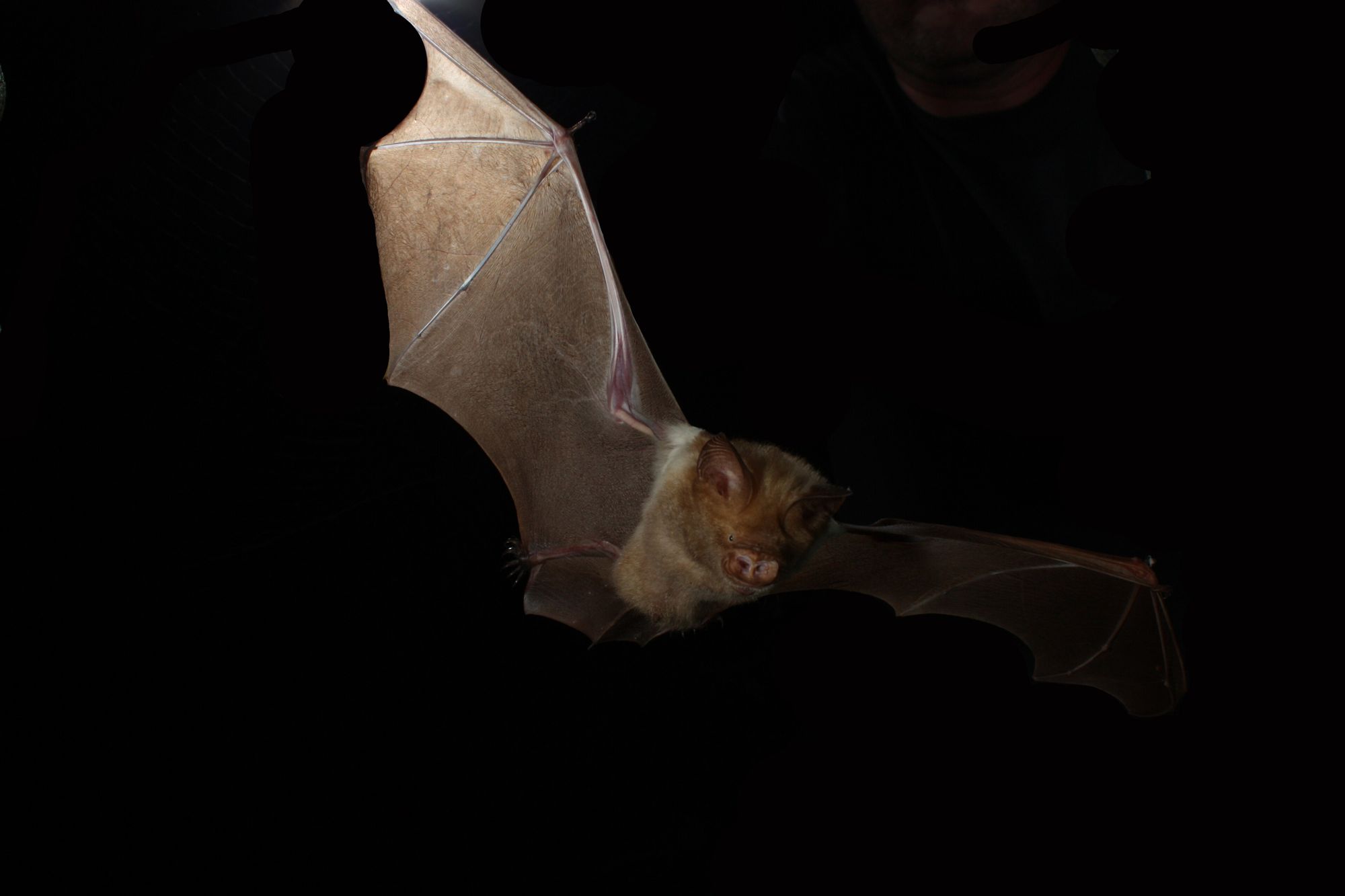 A diadem leaf-nosed bat in flight at night, wings spread