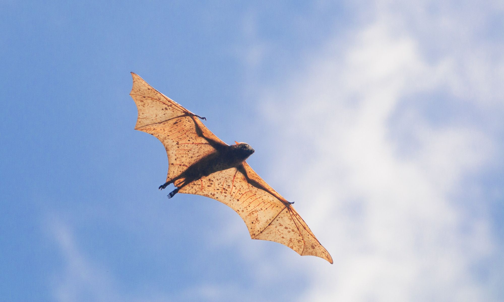 A giant golden-crowned flying fox gliding with its wings fully spread against a blue sky