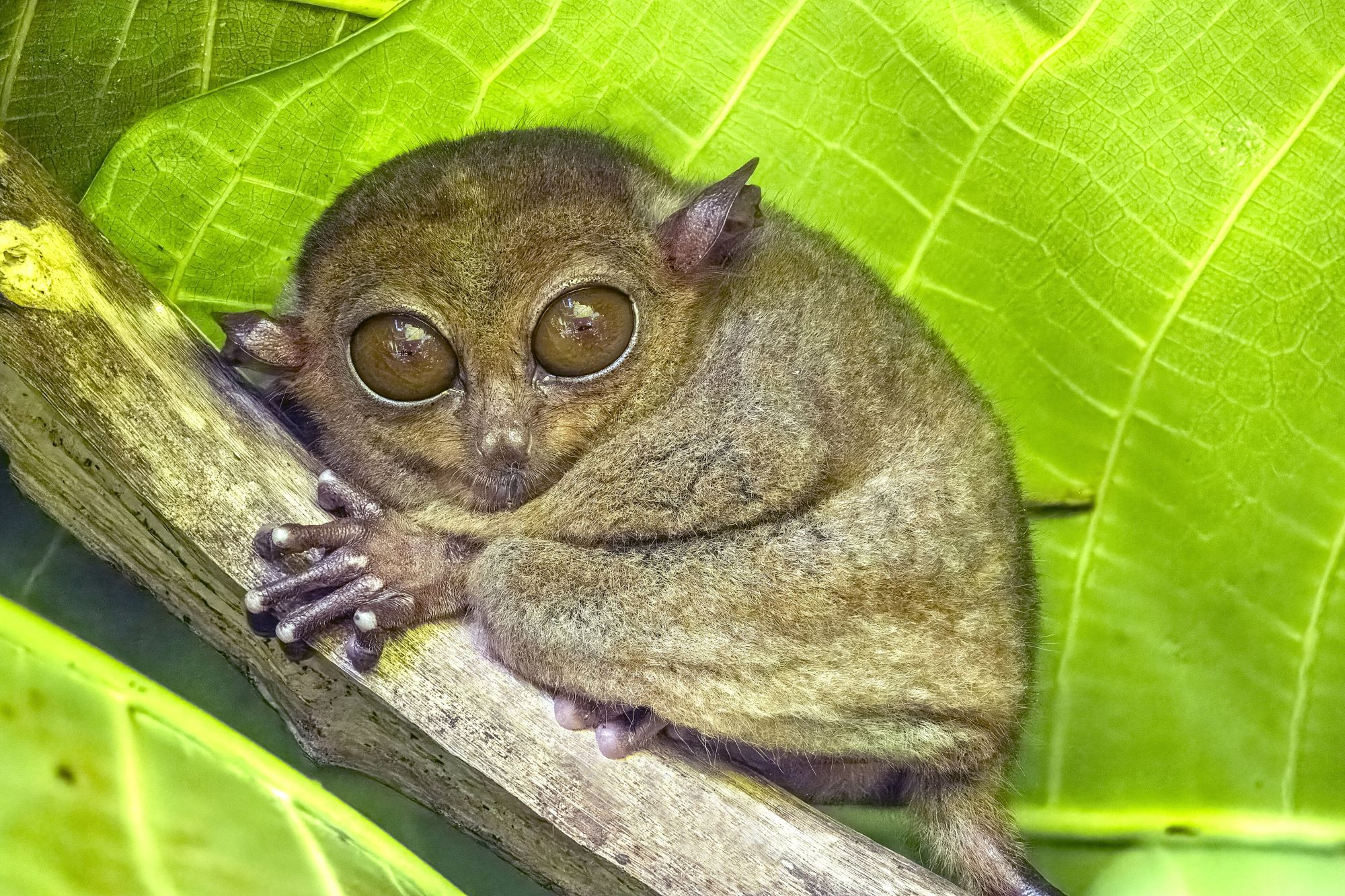 A Philippine tarsier with huge round eyes clinging to a branch among green leaves